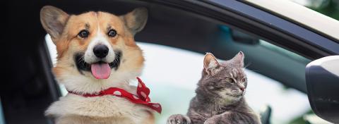cani e gatti in auto
